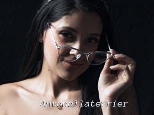 Antonellaterrier