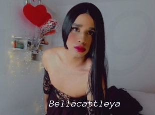Bellacattleya