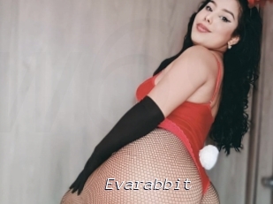 Evarabbit
