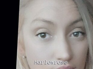 Harlowrose