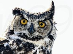 Owlface