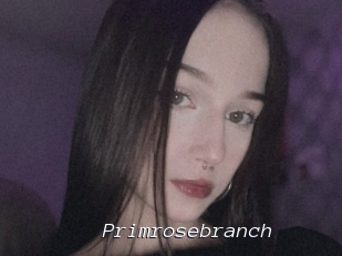 Primrosebranch