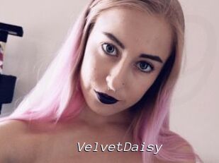 VelvetDaisy